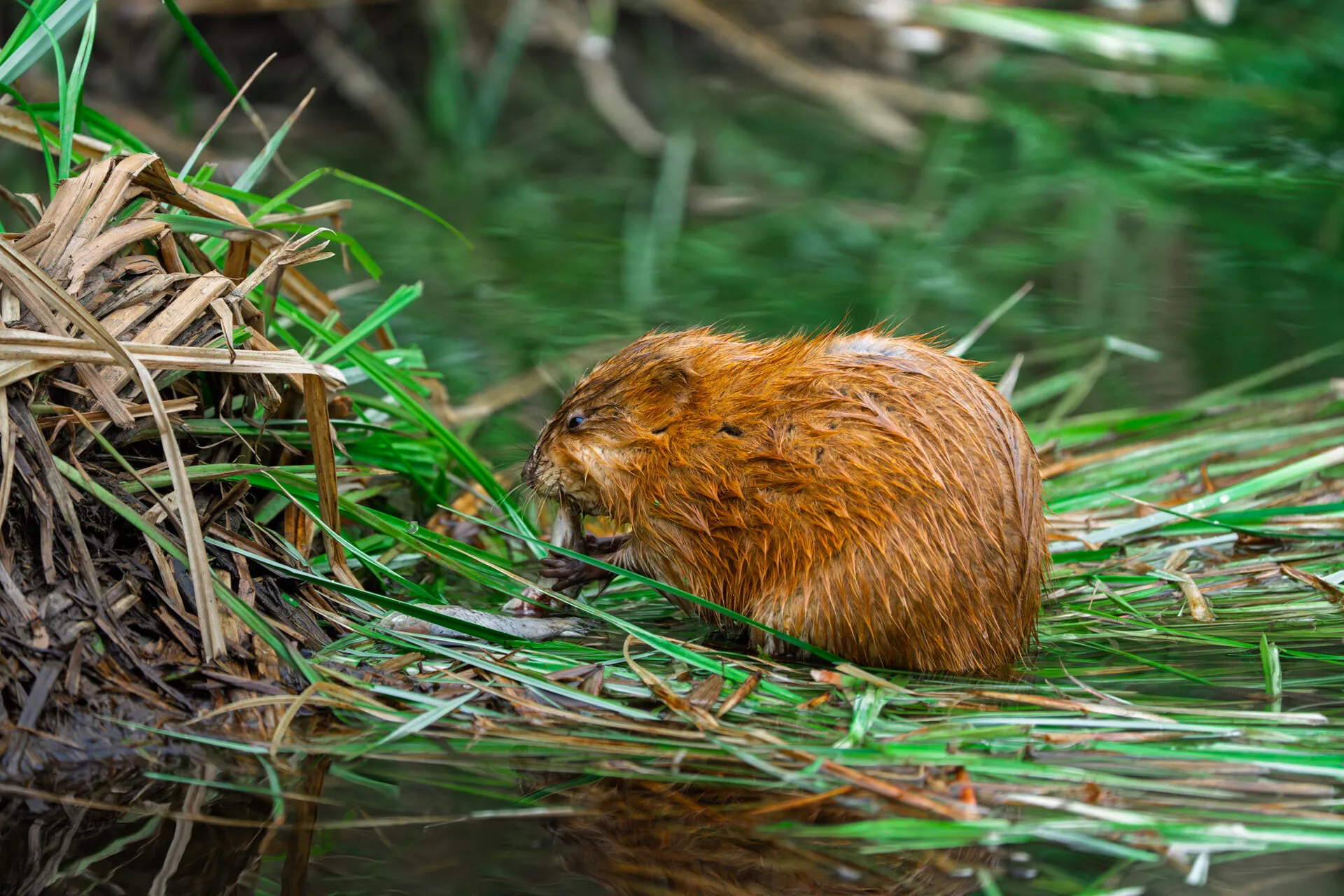 Ондатра (Muskrat). Дика природа України