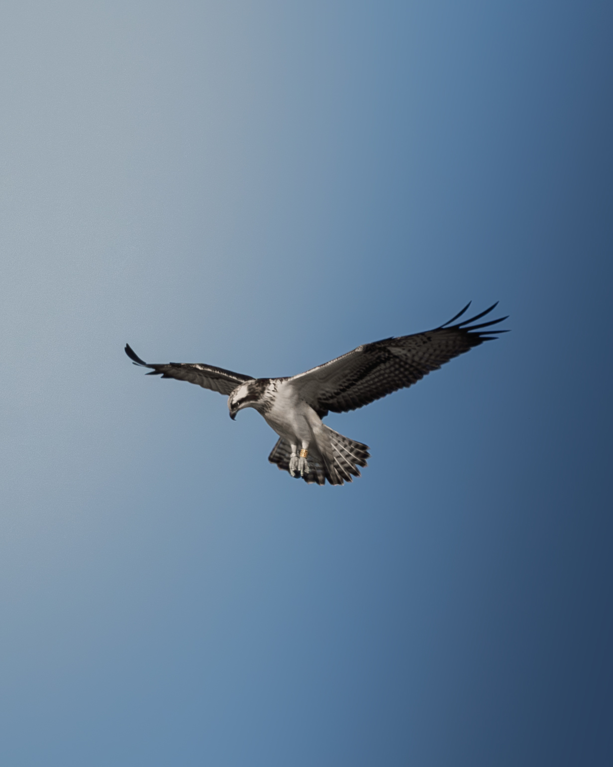 Скопа (Osprey) в польоті над Київським водосховищем, знята фотографом дикої природи Антоном Мариненко