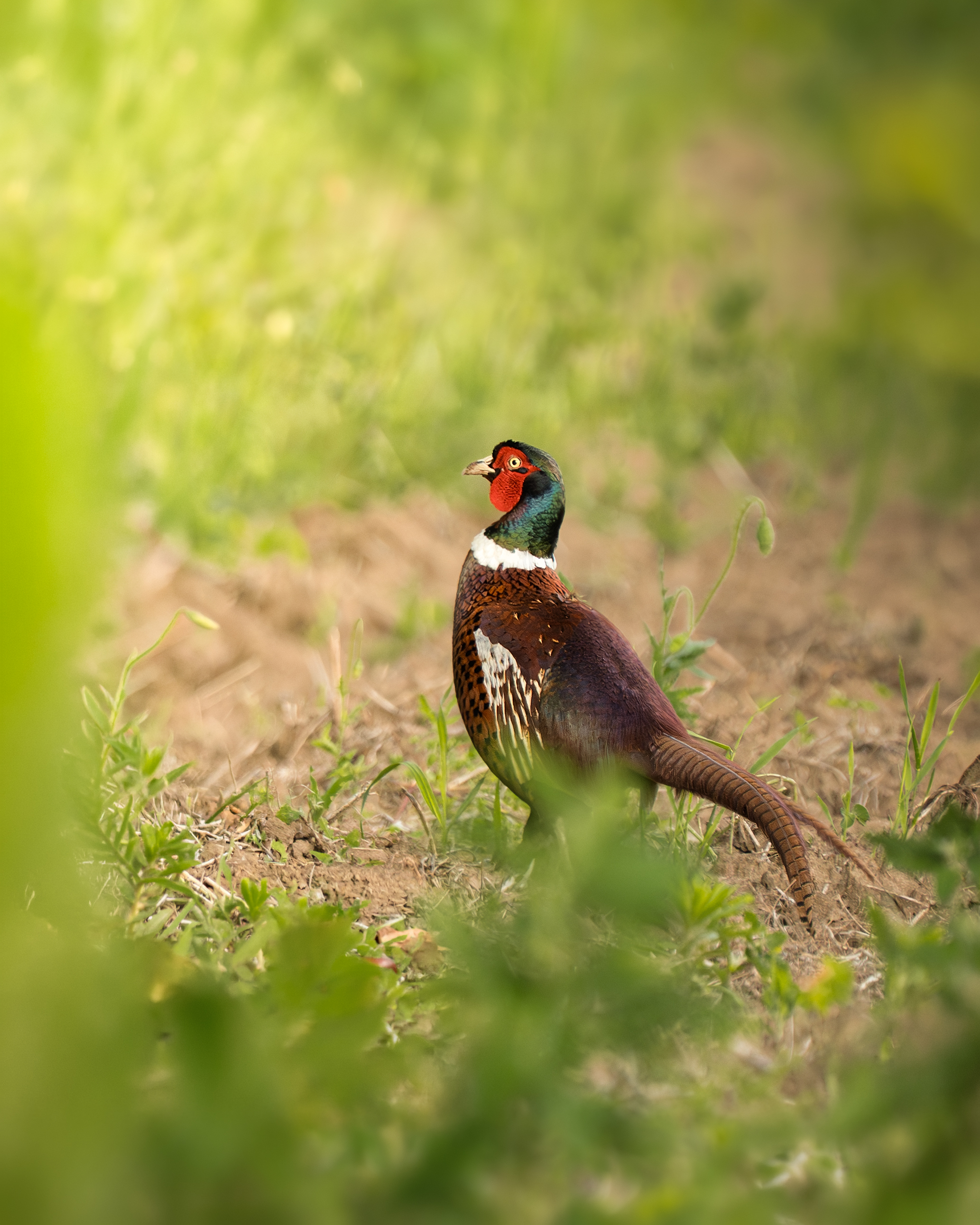 Фазан звичайний / Phasianus colchicus / Common Pheasant. Птахи України
