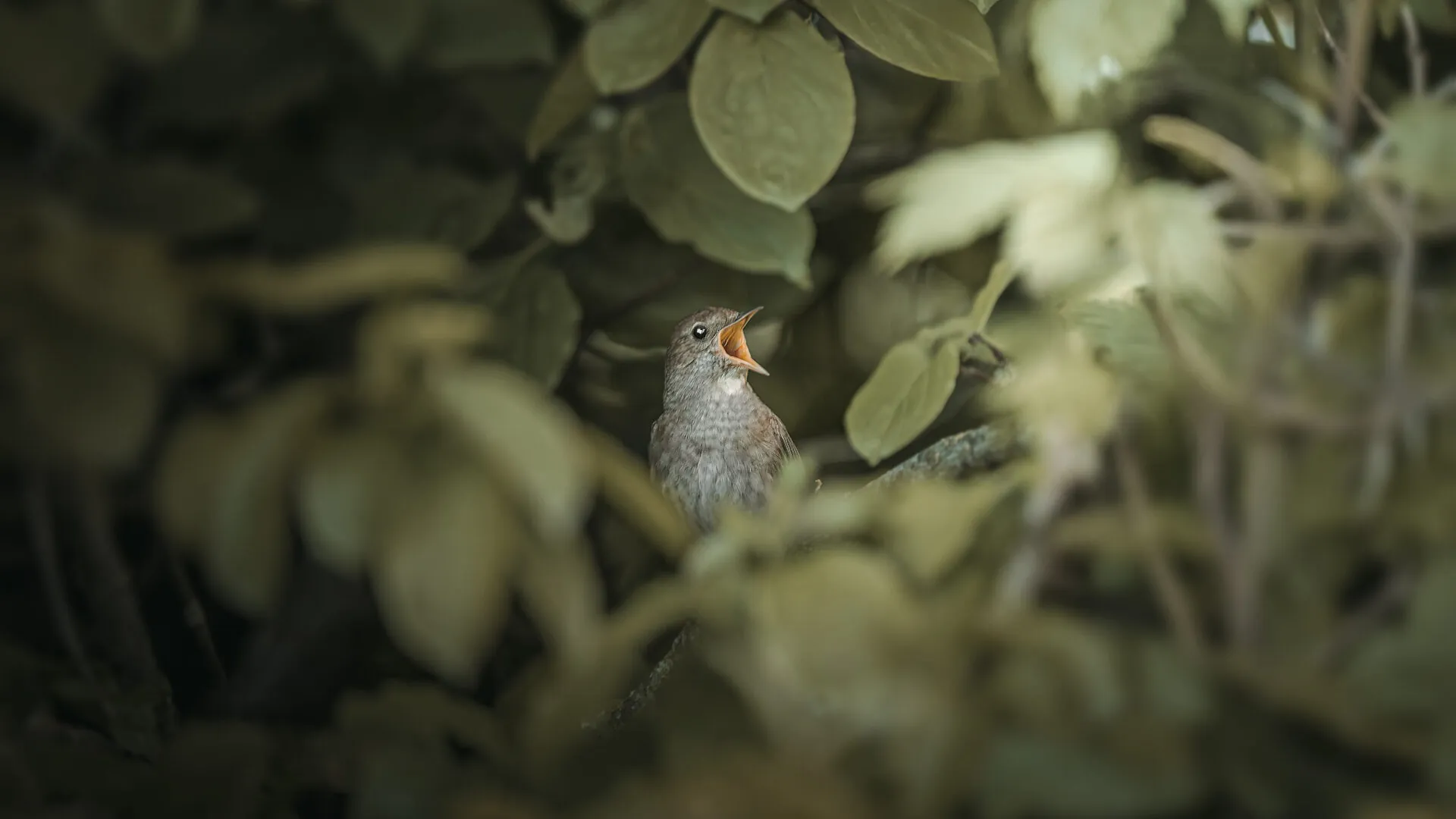 Соловейко східний (Thrush Nightingale). Птахи України